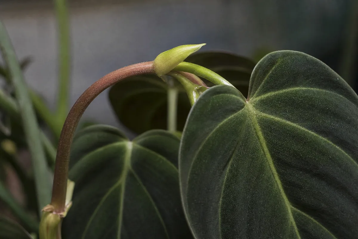 Close-up of Plant Leaning on Philodendron Melanochrysum - diagnostic detail
