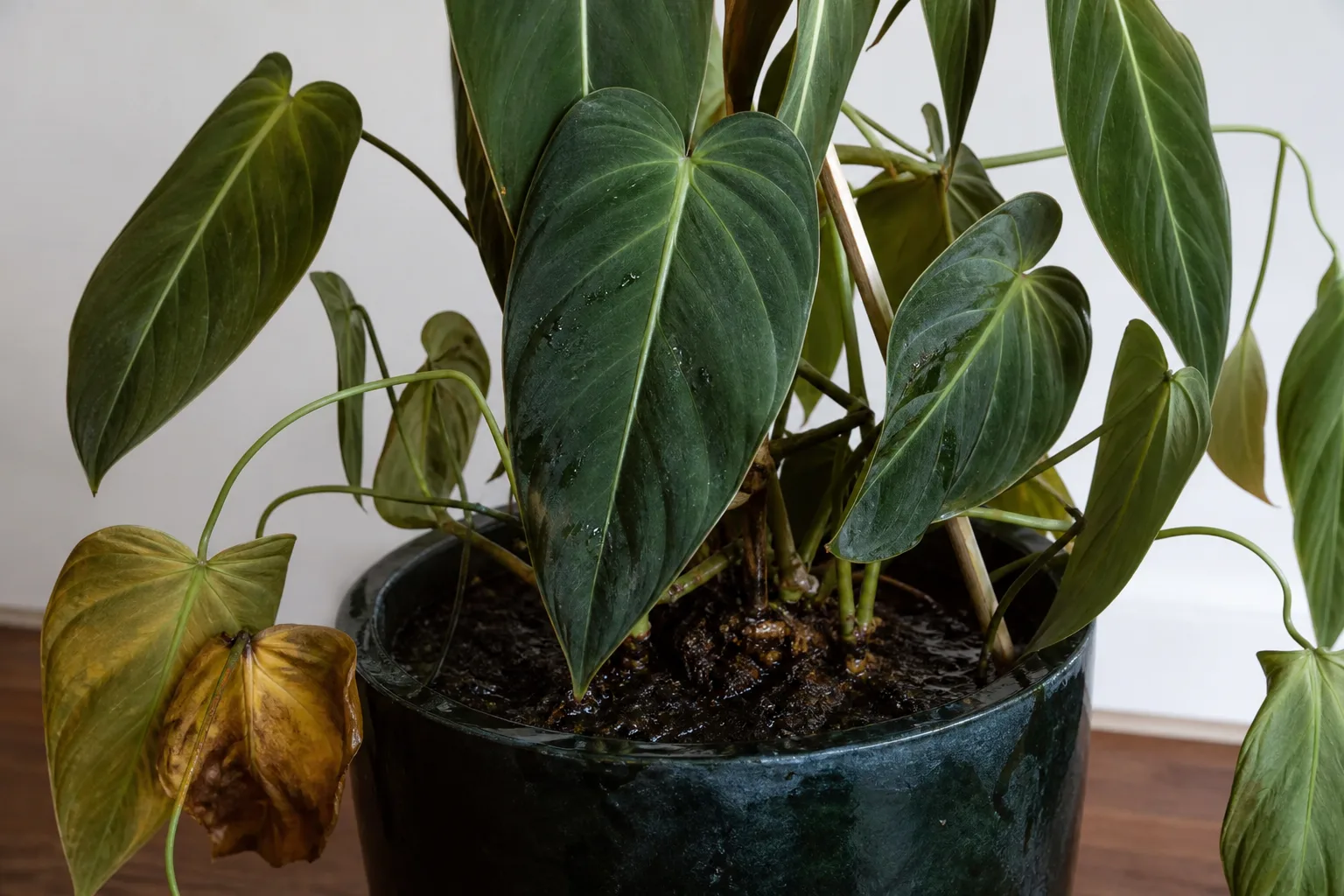 Root Rot on Philodendron Melanochrysum - visible symptom on the plant