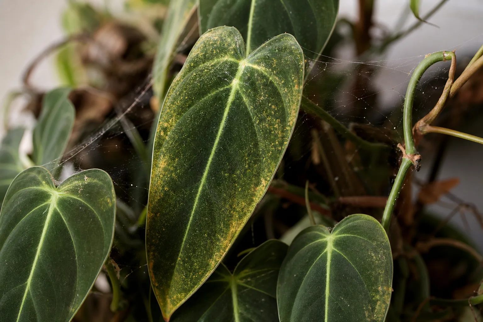 Spider Mites on Philodendron Melanochrysum - visible symptom on the plant