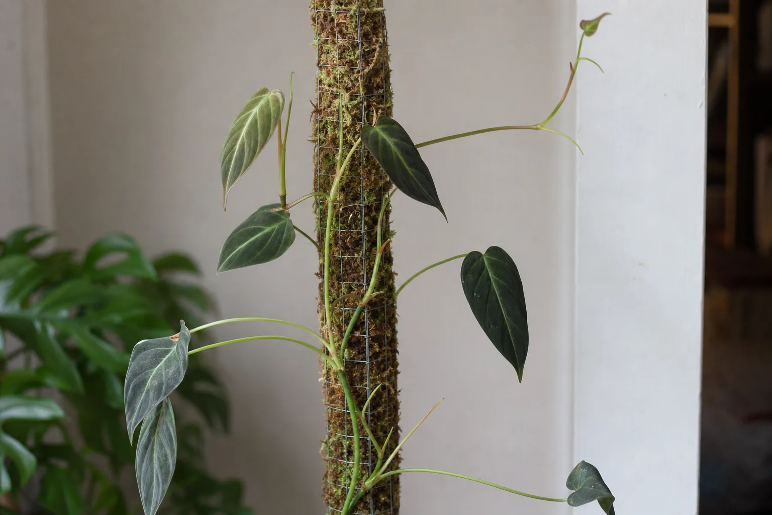 Thin Stems on Philodendron Melanochrysum - visible symptom on the plant