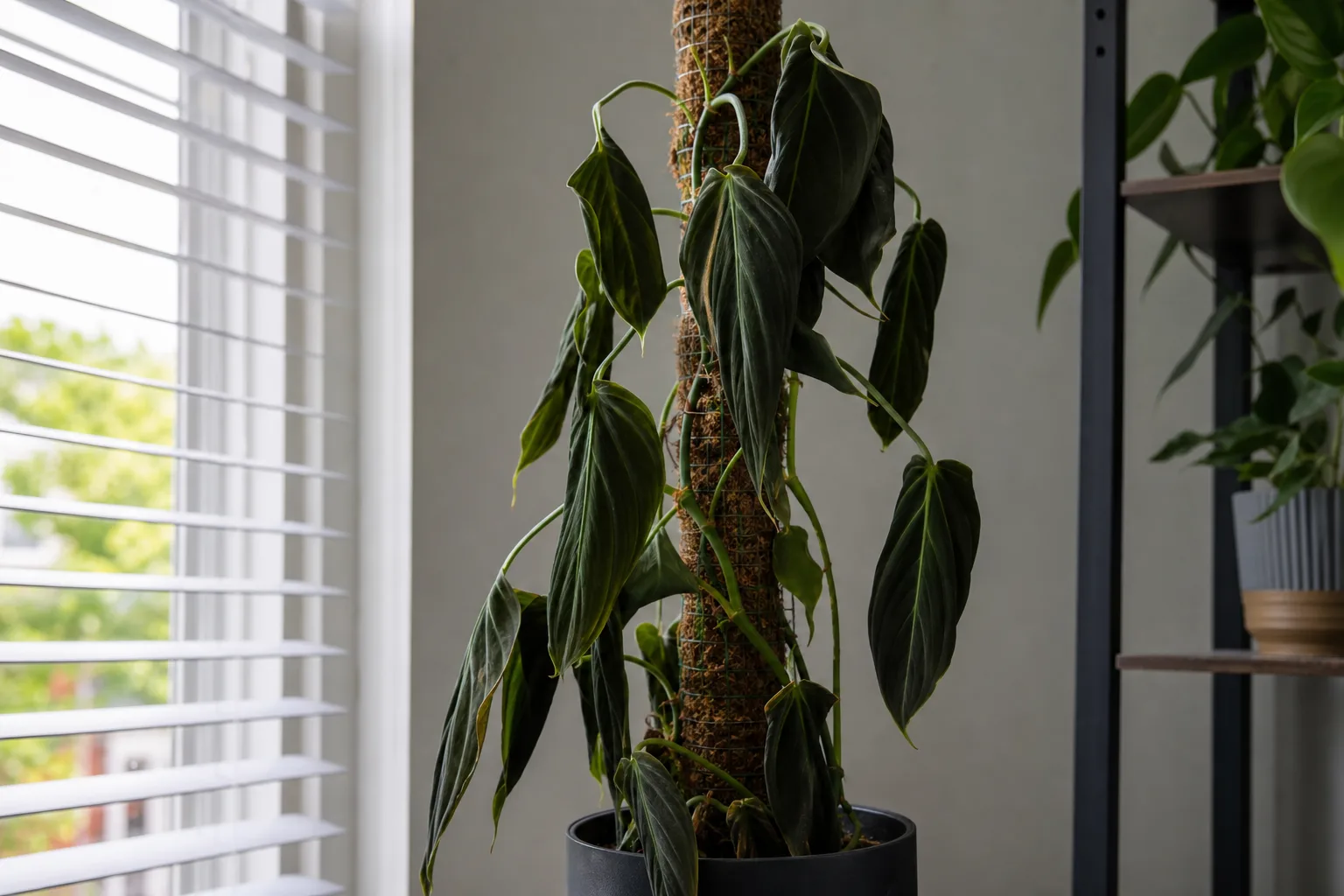 Wilting on Philodendron Melanochrysum - visible symptom on the plant