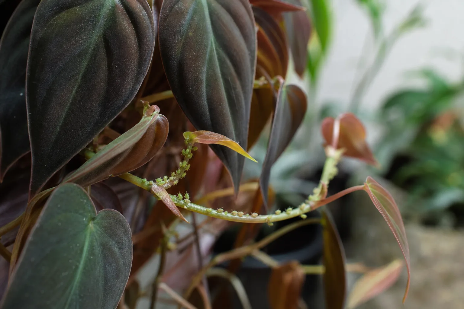 Aphids on Philodendron Micans - visible symptom on the plant