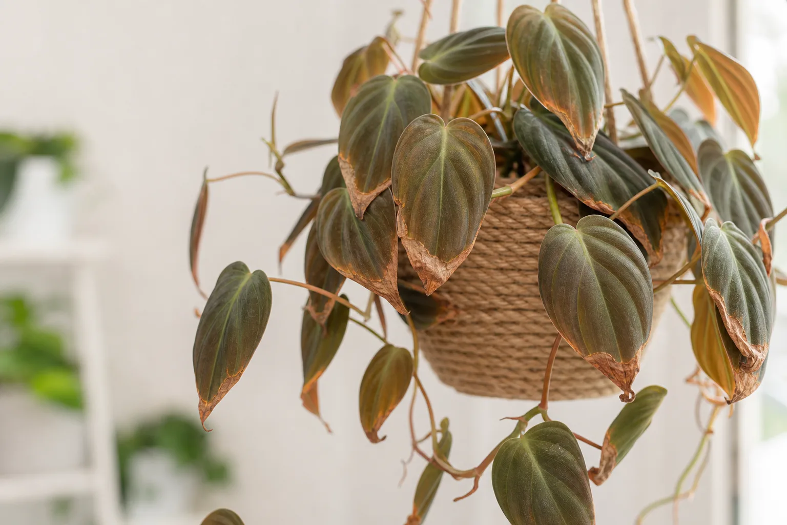 Brown Tips on Philodendron Micans - visible symptom on the plant