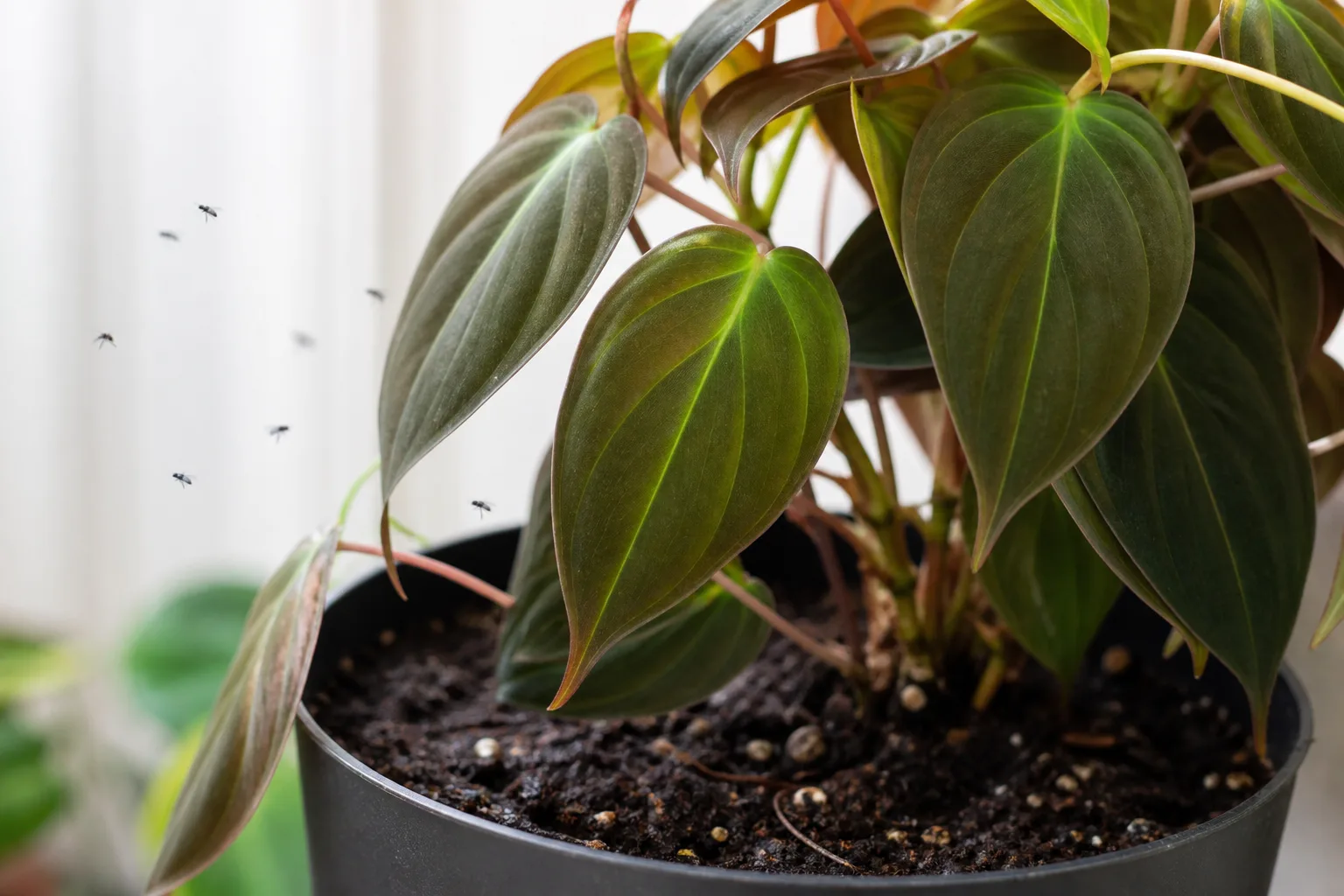 Fungus Gnats on Philodendron Micans - visible symptom on the plant