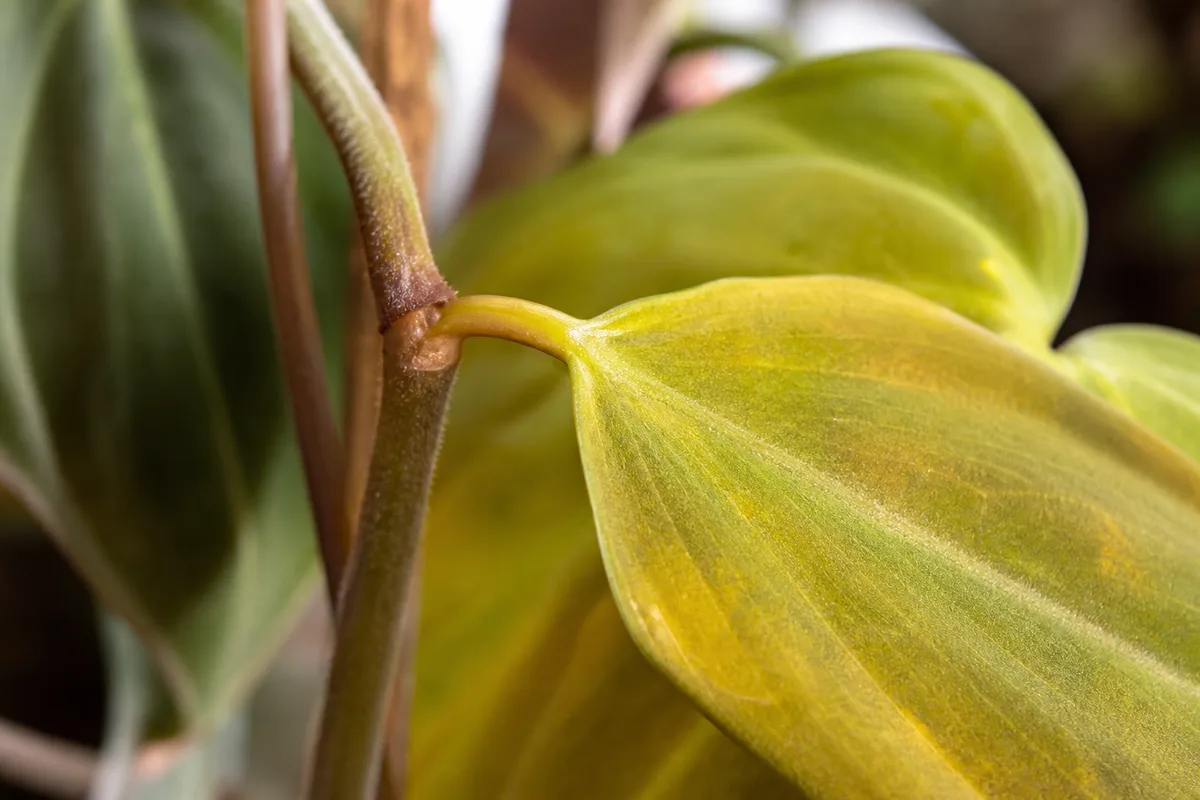 Close-up of Leaf Drop on Philodendron Micans - diagnostic detail