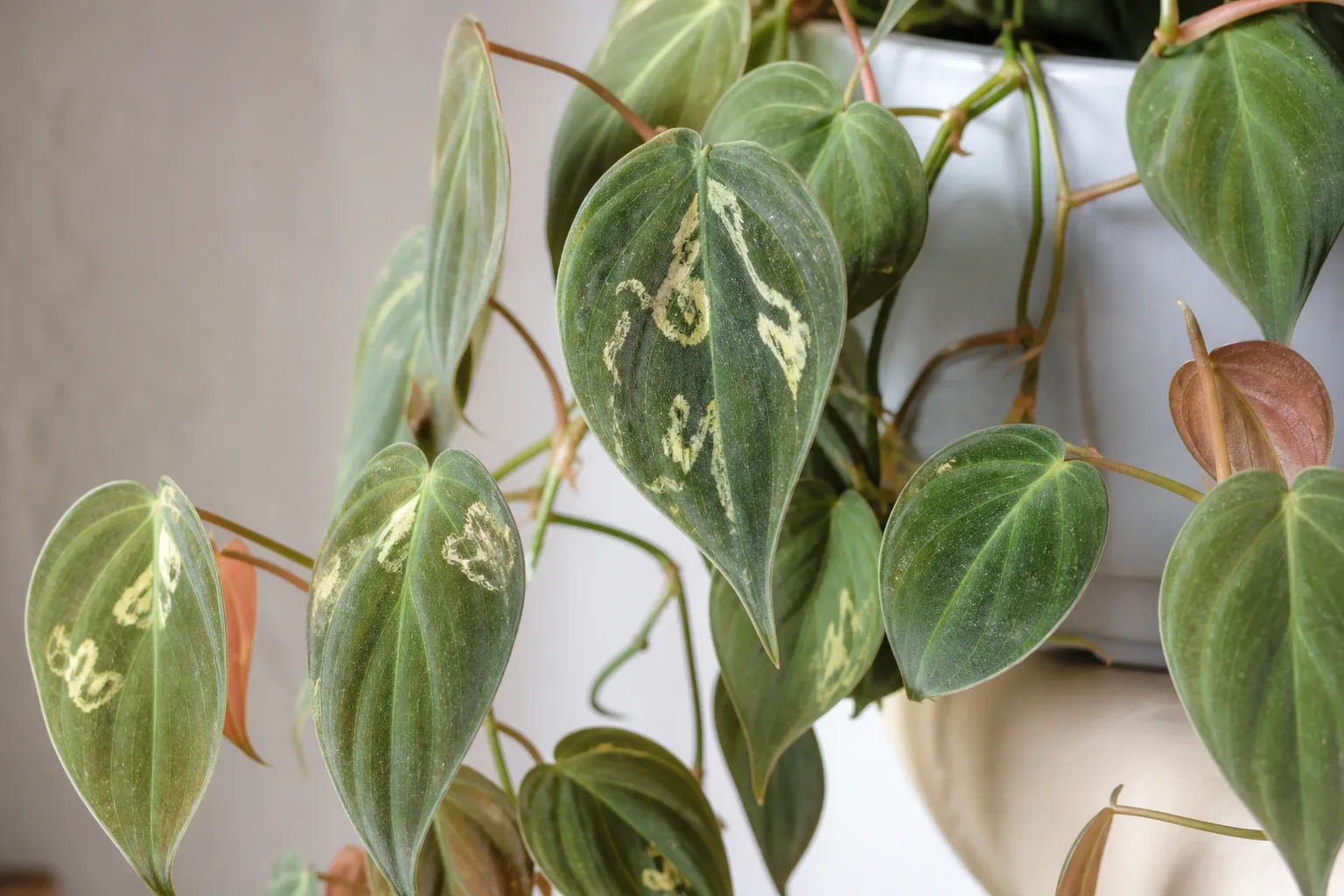 Leaf Miners on Philodendron Micans - visible symptom on the plant
