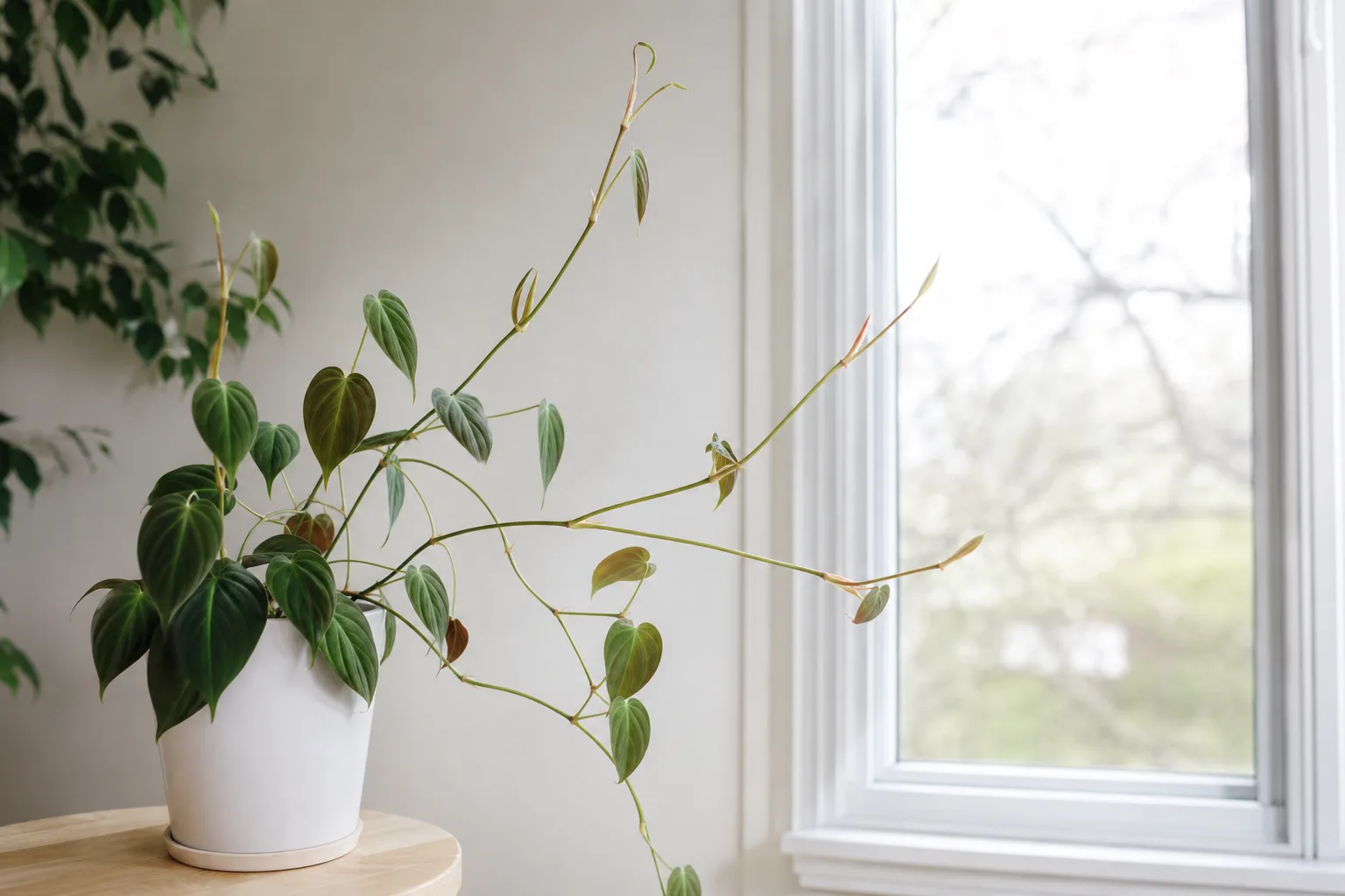 Leggy Growth on Philodendron Micans - visible symptom on the plant