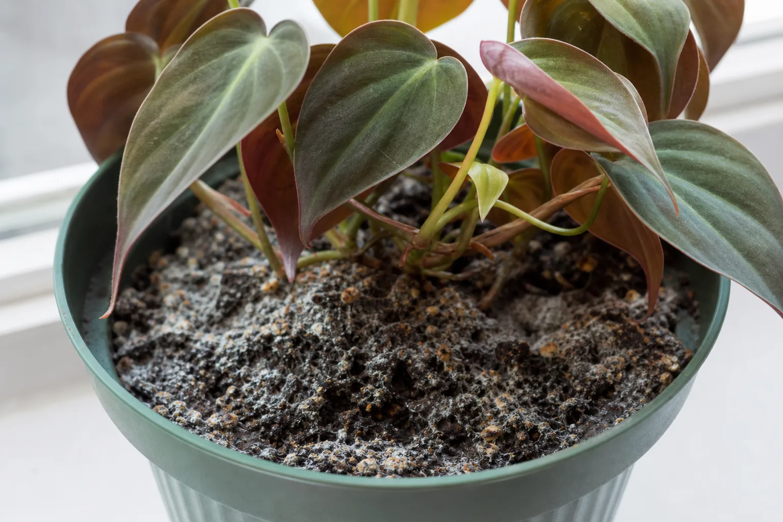 Mold on Soil on Philodendron Micans - visible symptom on the plant
