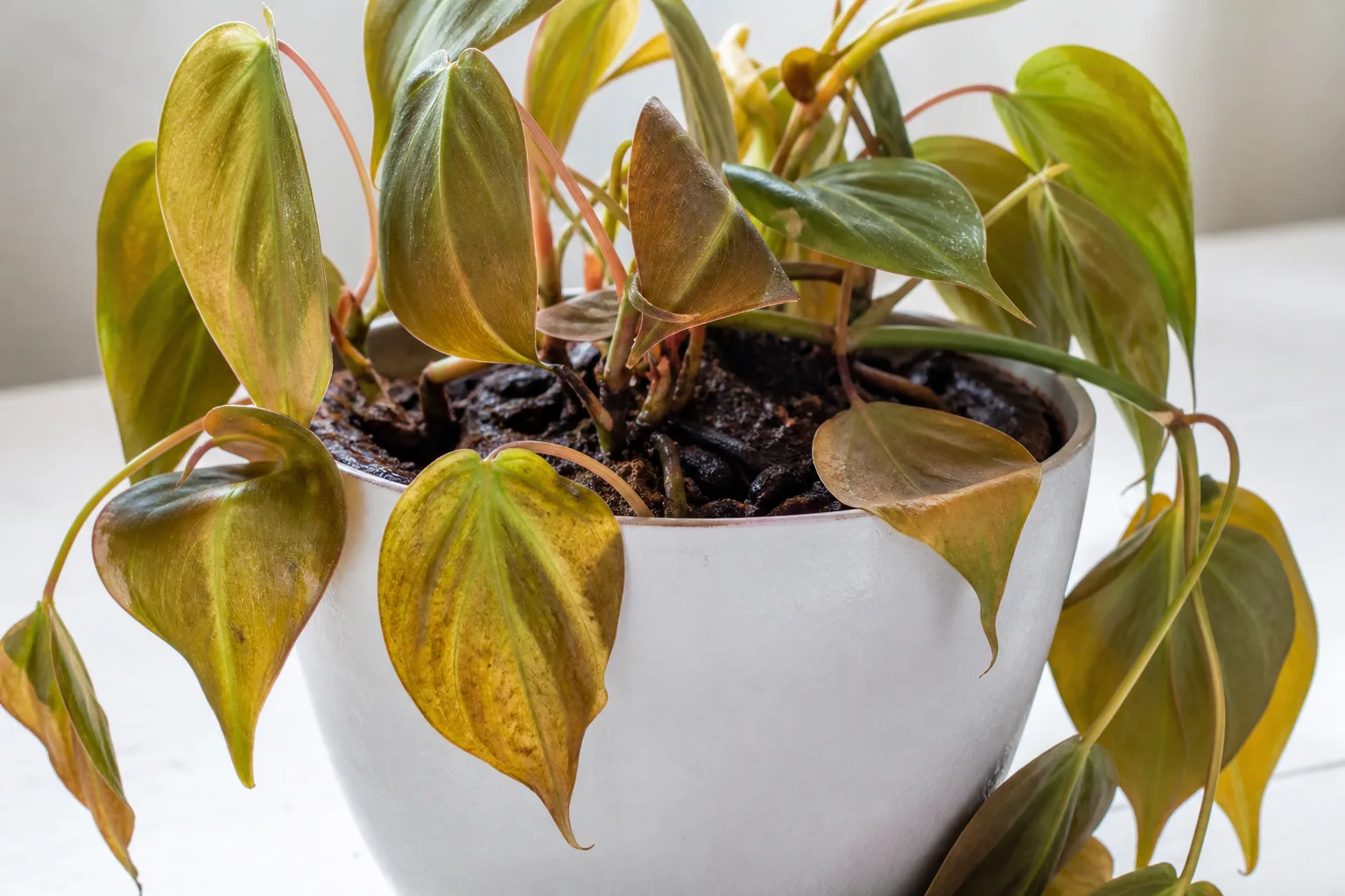 Overwatering on Philodendron Micans - visible symptom on the plant