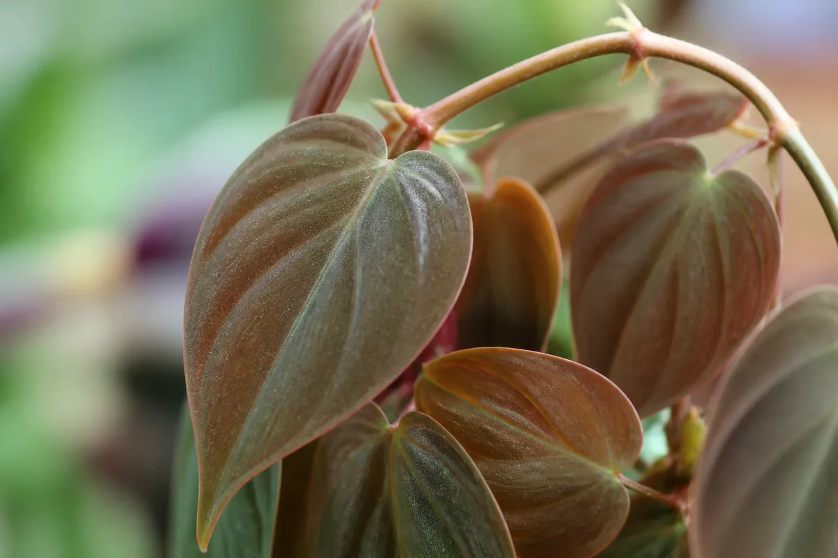 Close-up of Plant Leaning on Philodendron Micans - diagnostic detail