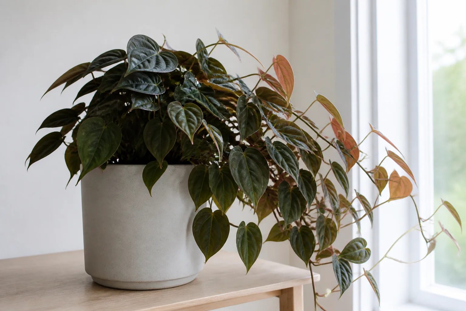 Plant Leaning on Philodendron Micans - visible symptom on the plant