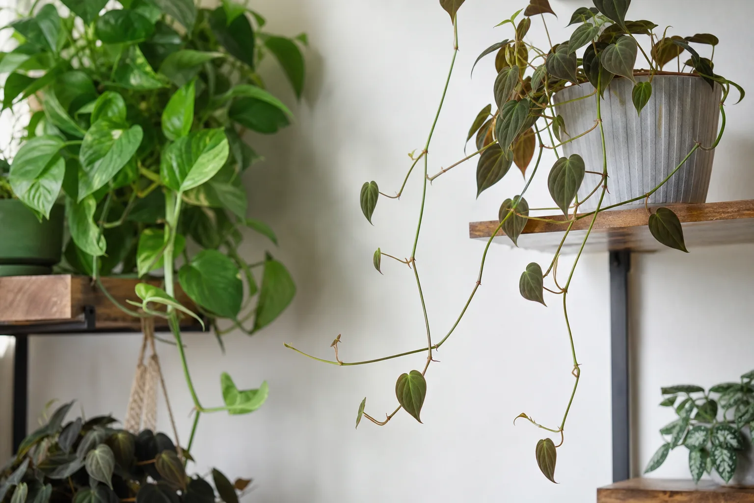 Slow Growth on Philodendron Micans - visible symptom on the plant