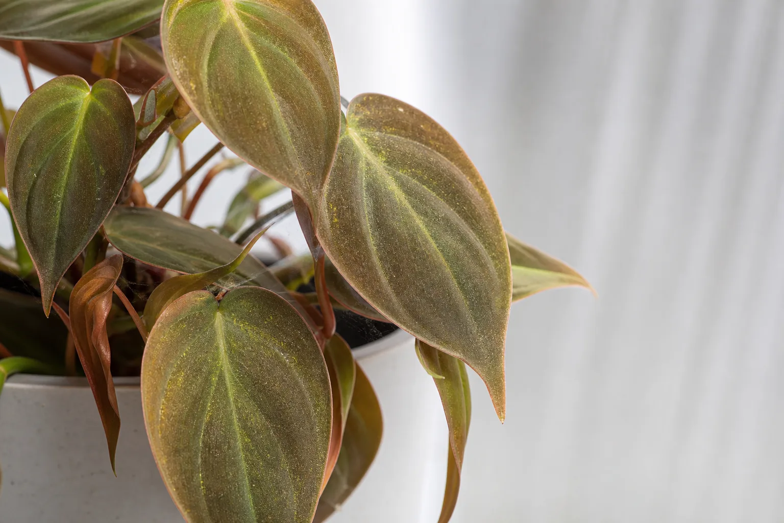 Spider Mites on Philodendron Micans - visible symptom on the plant