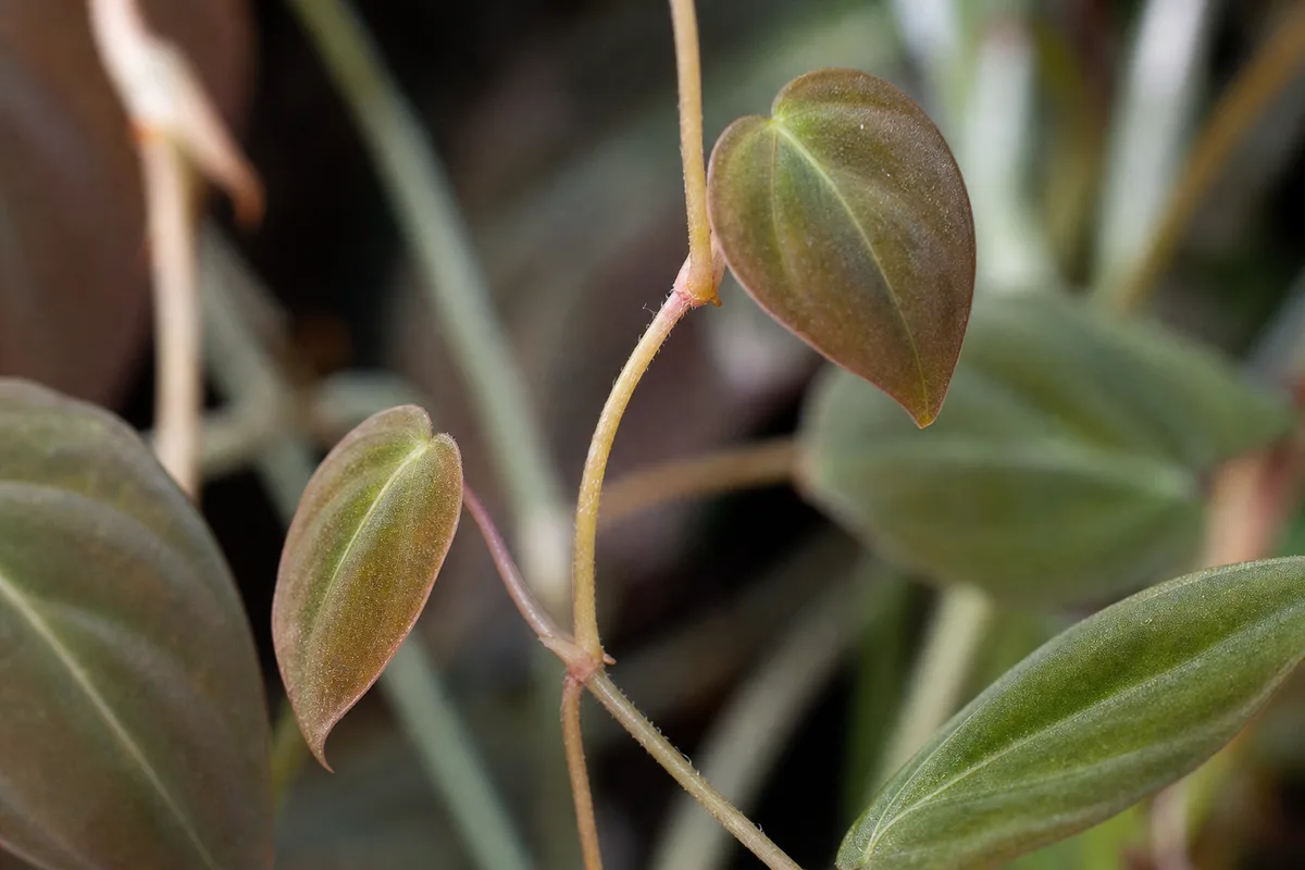 Close-up of Thin Stems on Philodendron Micans - diagnostic detail