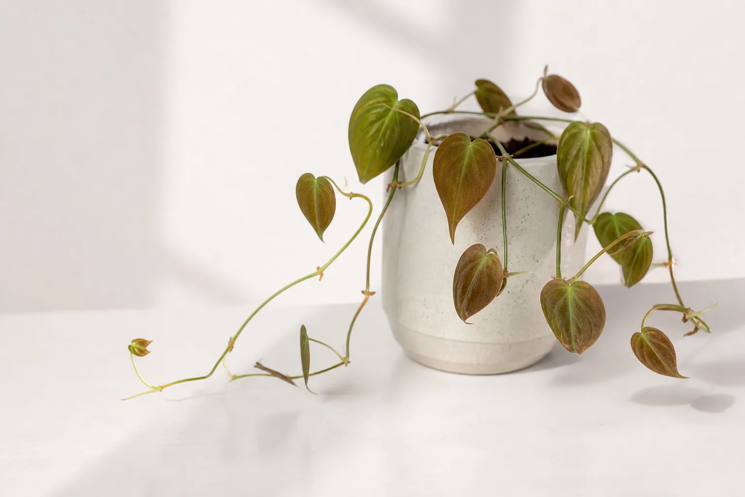 Thin Stems on Philodendron Micans - visible symptom on the plant