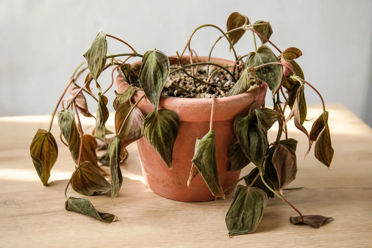 Underwatering on Philodendron Micans - visible symptom on the plant