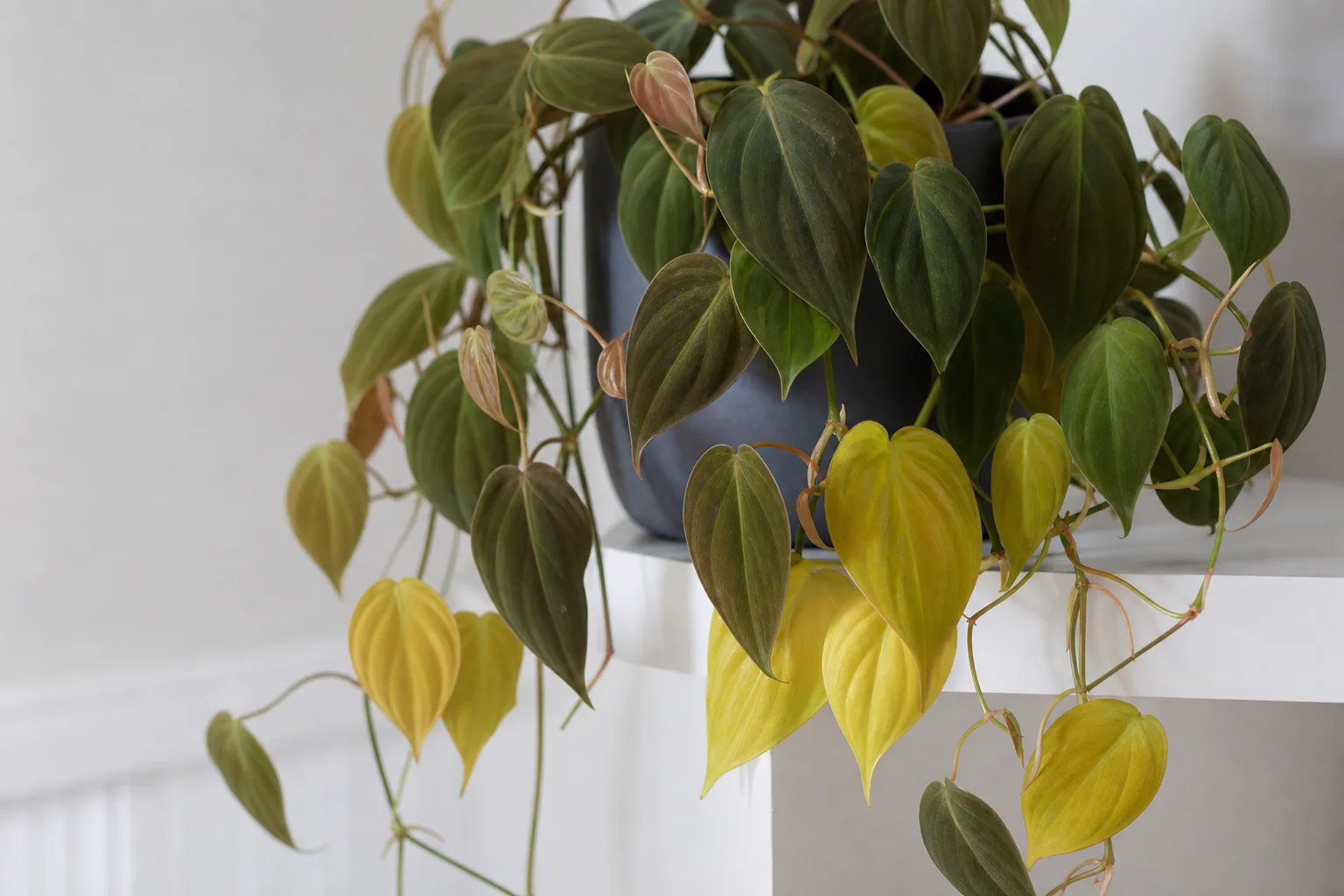 Yellow Leaves on Philodendron Micans - visible symptom on the plant
