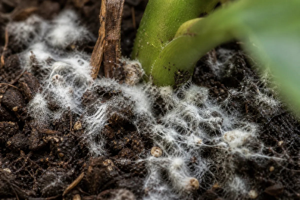 Close-up of Mold on Soil on Heartleaf Philodendron - diagnostic detail