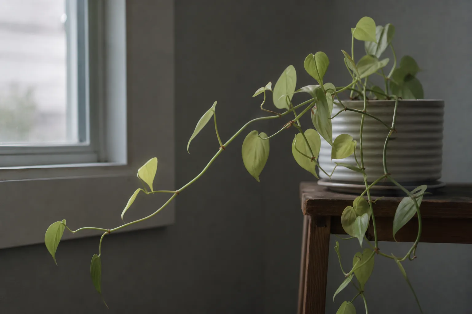Not Enough Light on Heartleaf Philodendron - visible symptom on the plant