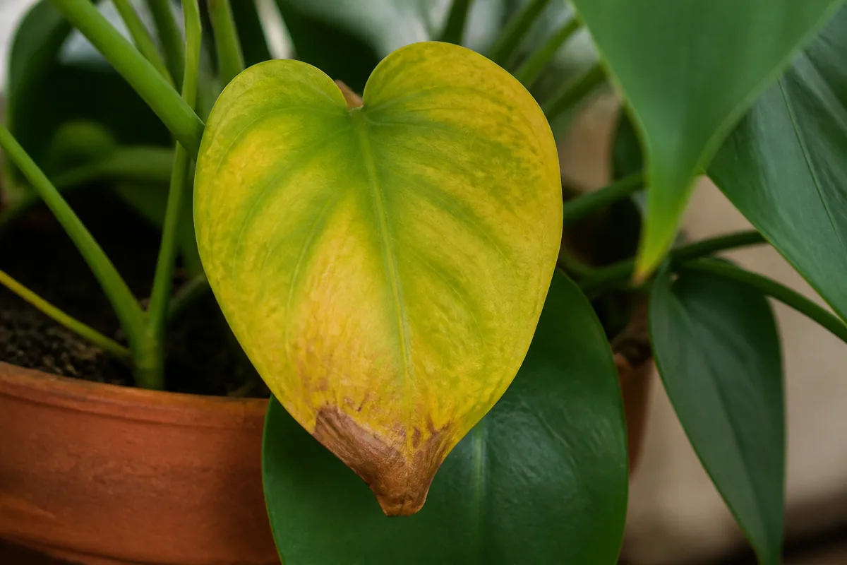 Close-up of Overwatering on Heartleaf Philodendron - diagnostic detail