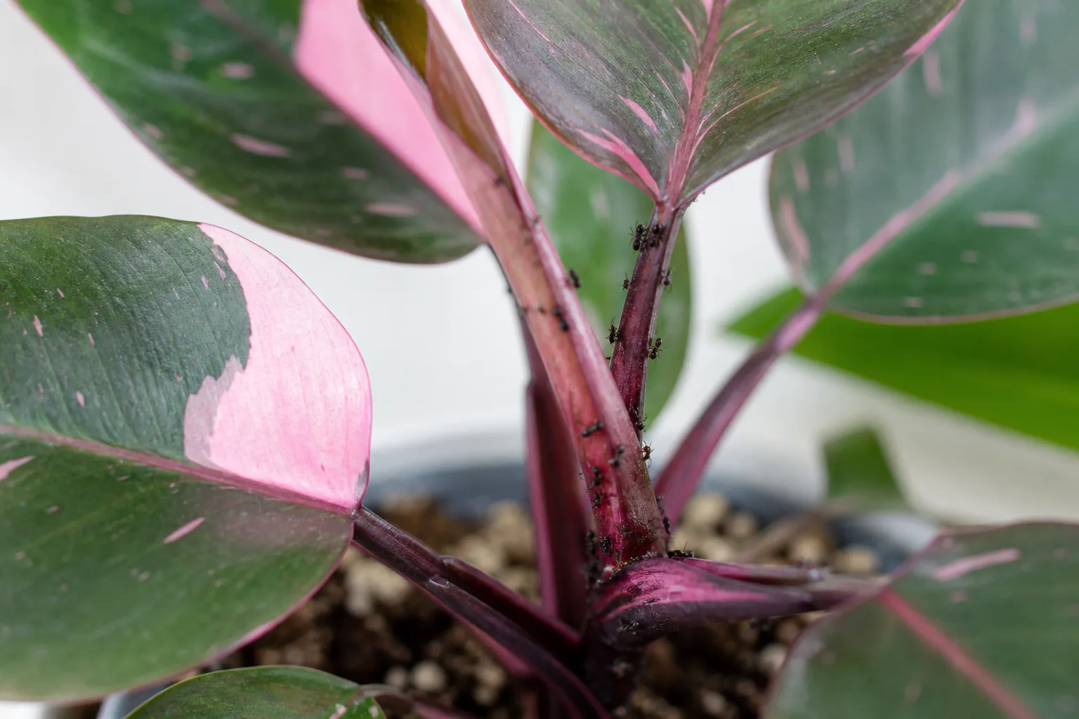 Ants on Plant on Philodendron Pink Princess - visible symptom on the plant