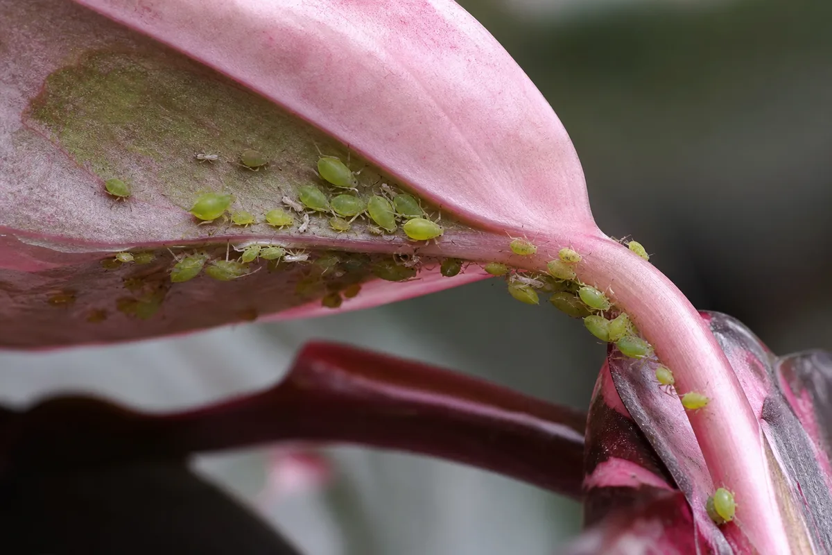Close-up of Aphids on Philodendron Pink Princess - diagnostic detail
