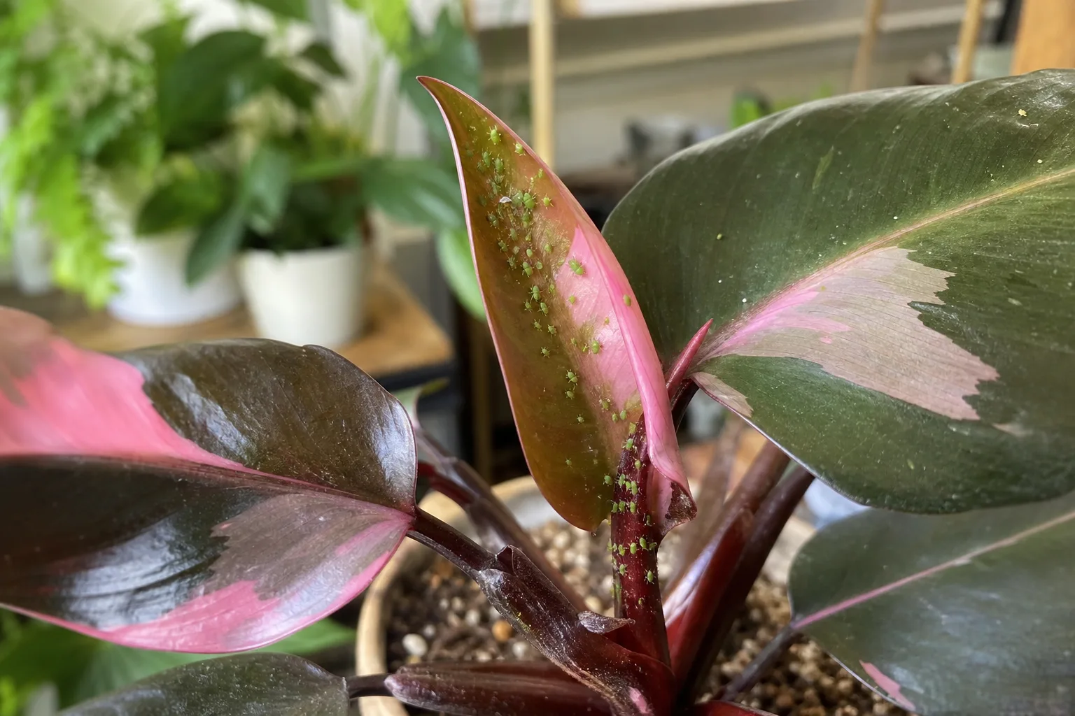 Aphids on Philodendron Pink Princess - visible symptom on the plant