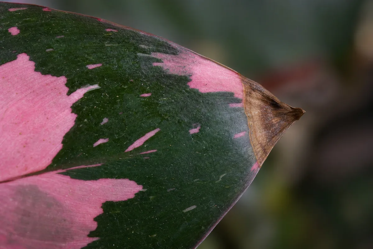Close-up of Brown Tips on Philodendron Pink Princess - diagnostic detail