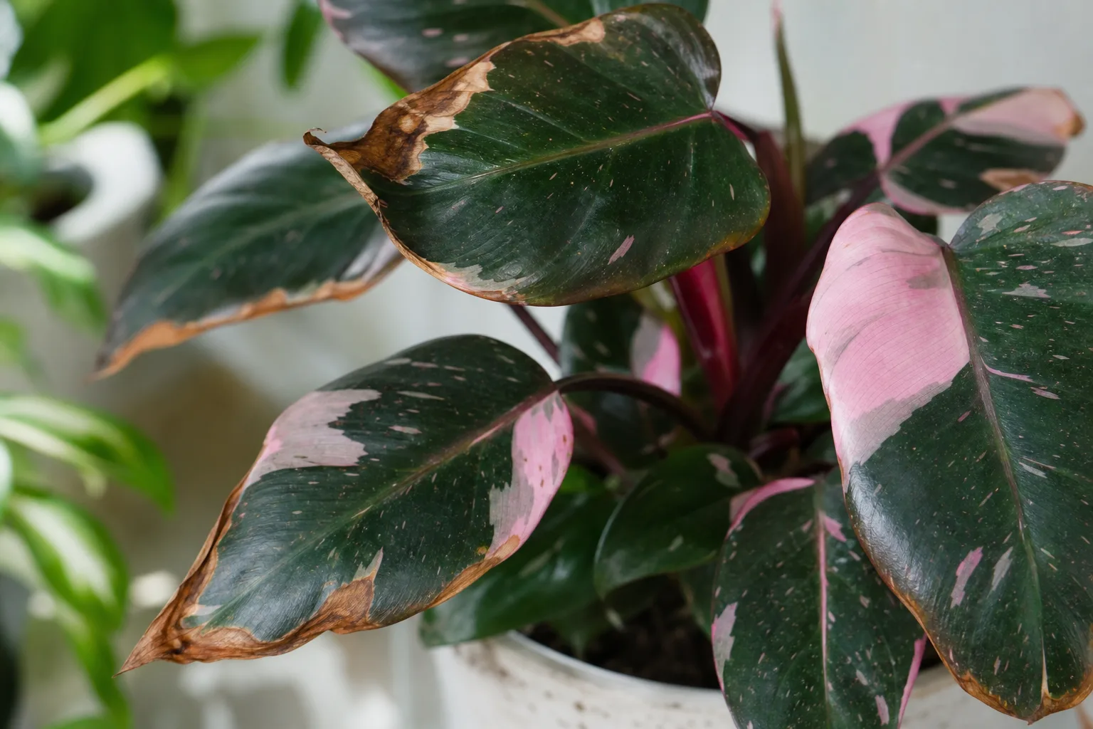 Brown Tips on Philodendron Pink Princess - visible symptom on the plant