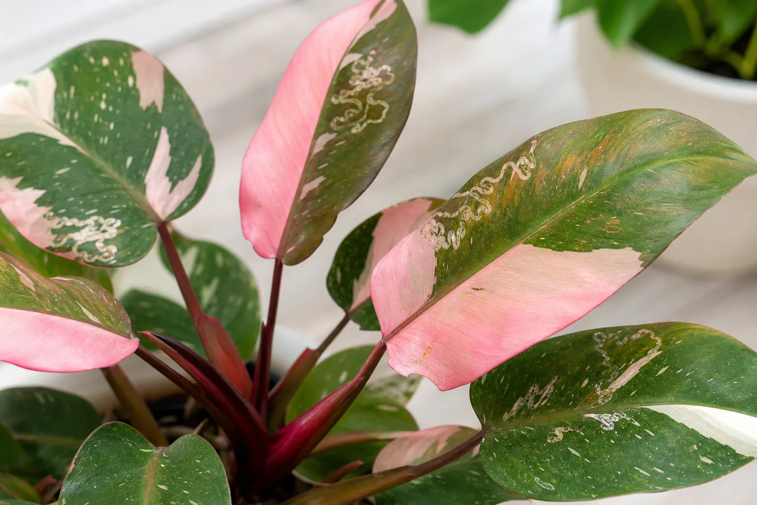 Leaf Miners on Philodendron Pink Princess - visible symptom on the plant