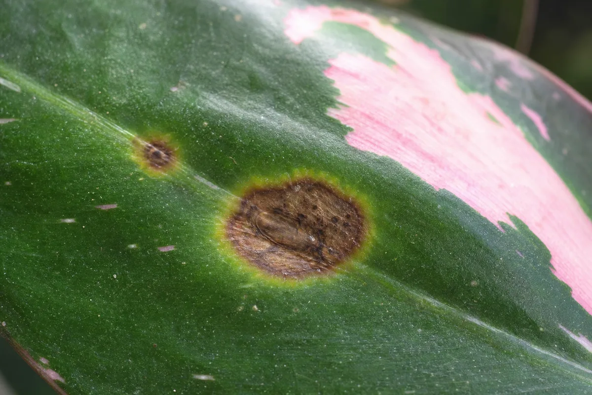Close-up of Leaf Spot Disease on Philodendron Pink Princess - diagnostic detail