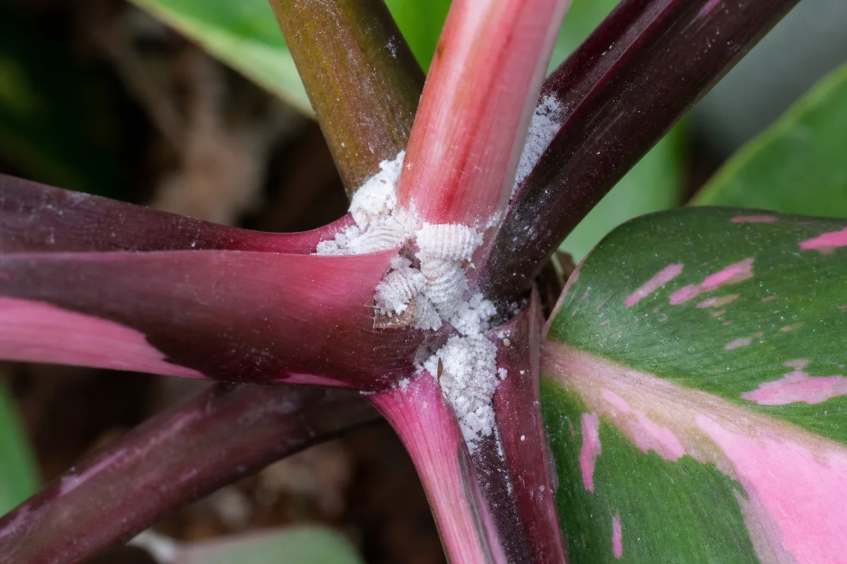 Close-up of Mealybugs on Philodendron Pink Princess - diagnostic detail