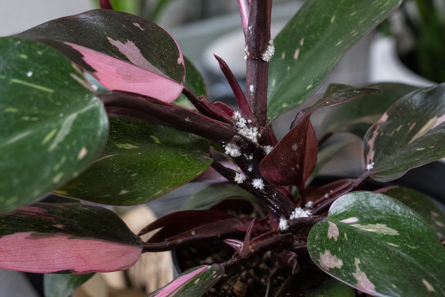 Mealybugs on Philodendron Pink Princess - visible symptom on the plant