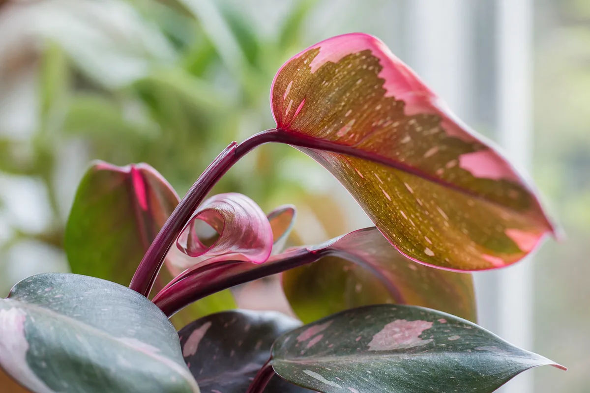 Close-up of Plant Leaning on Philodendron Pink Princess - diagnostic detail