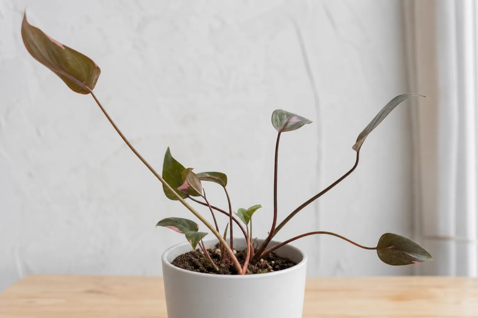 Thin Stems on Philodendron Pink Princess - visible symptom on the plant