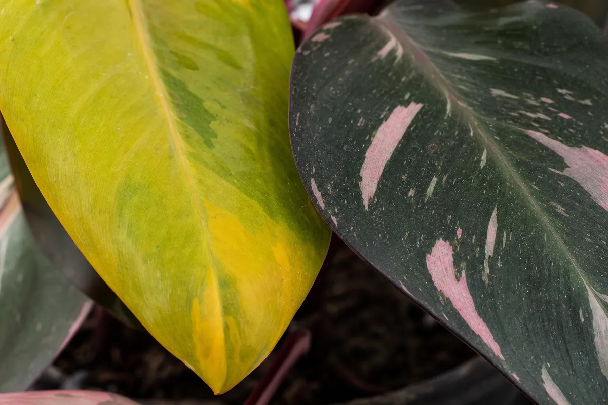 Close-up of Yellow Leaves on Philodendron Pink Princess - diagnostic detail