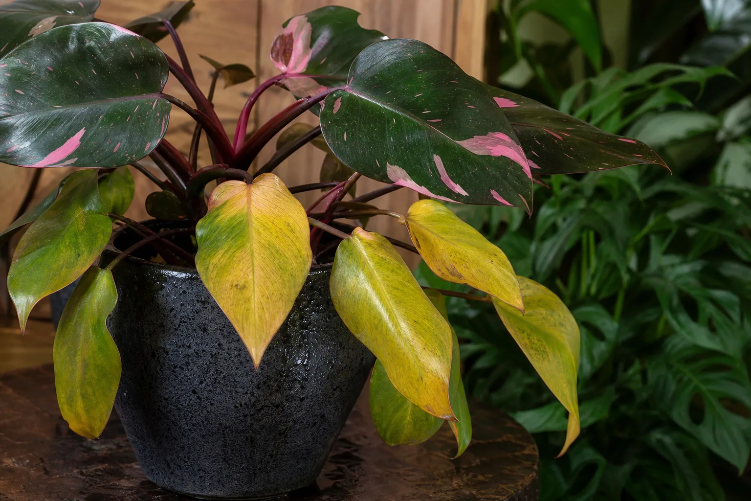 Yellow Leaves on Philodendron Pink Princess - visible symptom on the plant