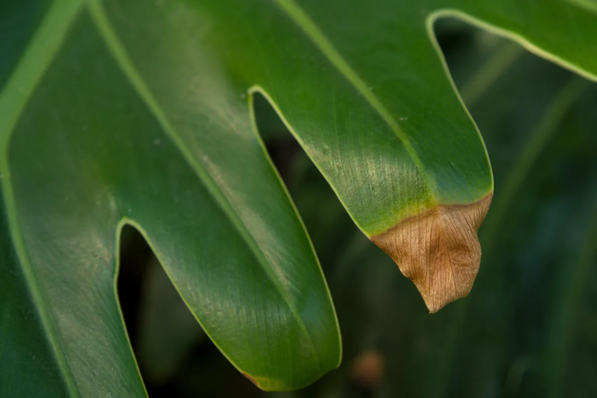 Close-up of Brown Tips on Philodendron Selloum - diagnostic detail