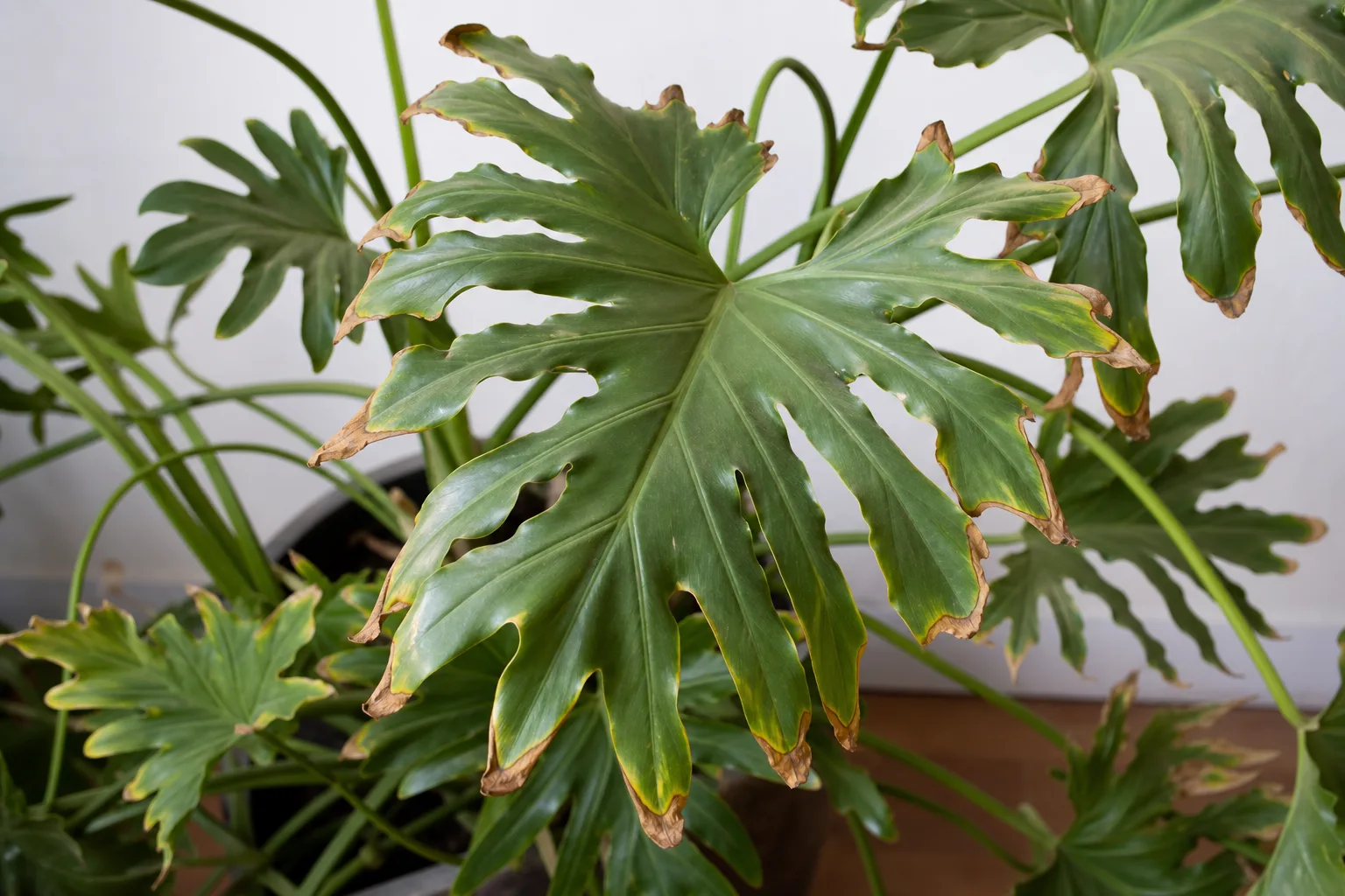 Brown Tips on Philodendron Selloum - visible symptom on the plant