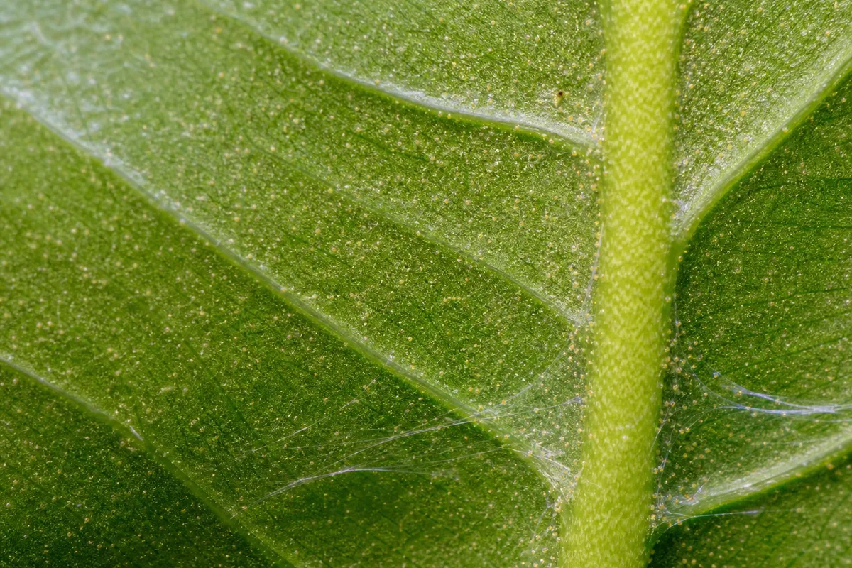 Close-up of Spider Mites on Philodendron Selloum - diagnostic detail