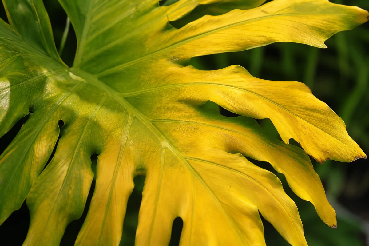 Close-up of Yellow Leaves on Philodendron Selloum - diagnostic detail