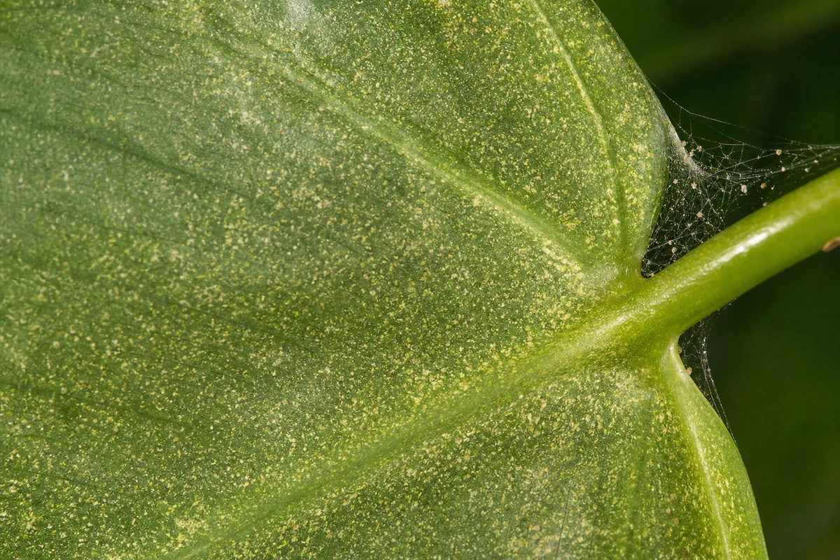 Close-up of Spider Mites on Heartleaf Philodendron - diagnostic detail