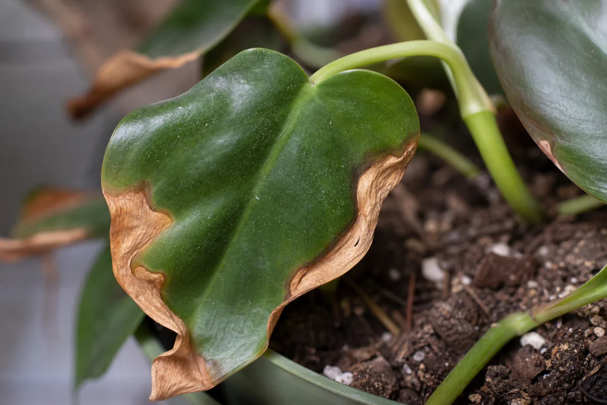 Close-up of Underwatering on Heartleaf Philodendron - diagnostic detail