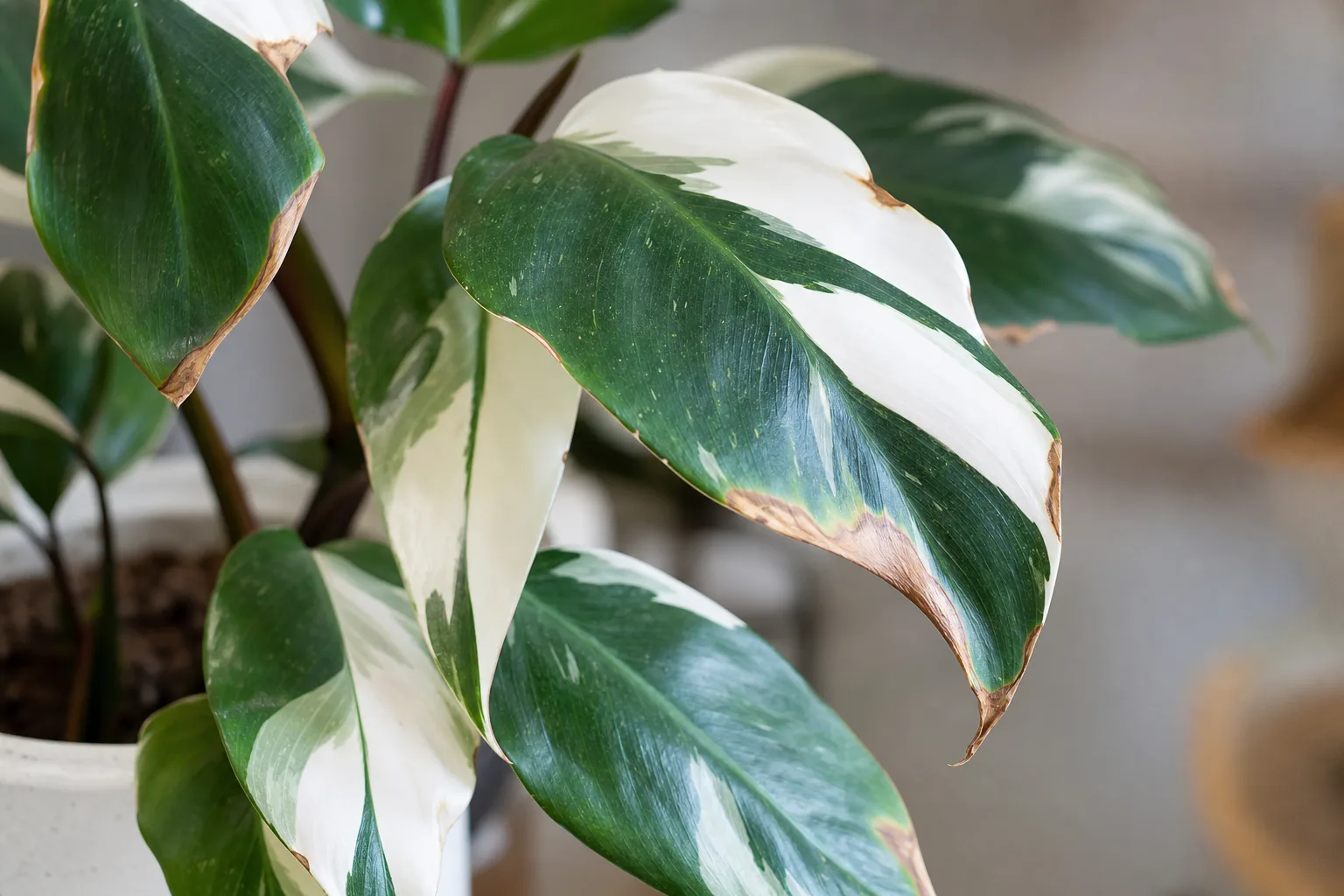 Brown Tips on Philodendron White Knight - visible symptom on the plant