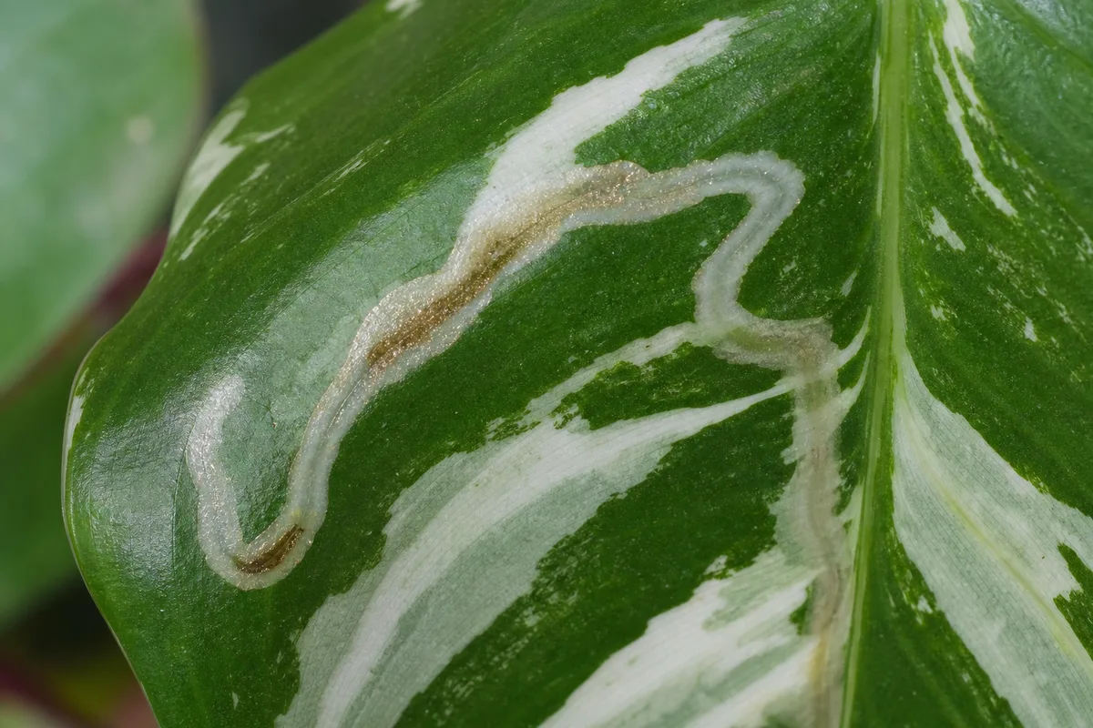 Close-up of Leaf Miners on Philodendron White Knight - diagnostic detail