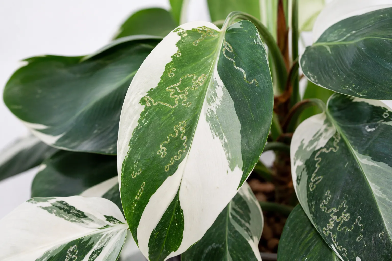 Leaf Miners on Philodendron White Knight - visible symptom on the plant