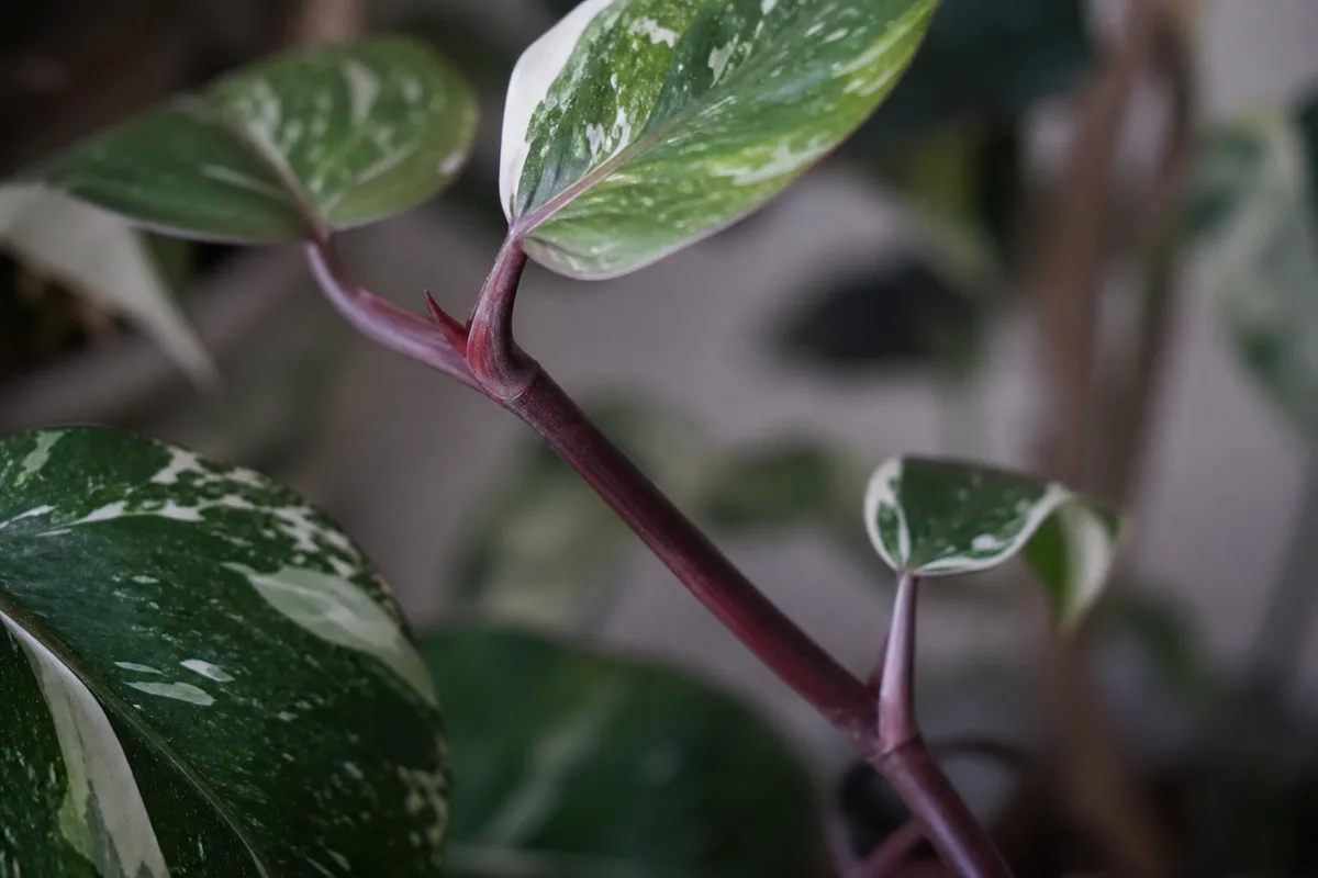Close-up of Leggy Growth on Philodendron White Knight - diagnostic detail