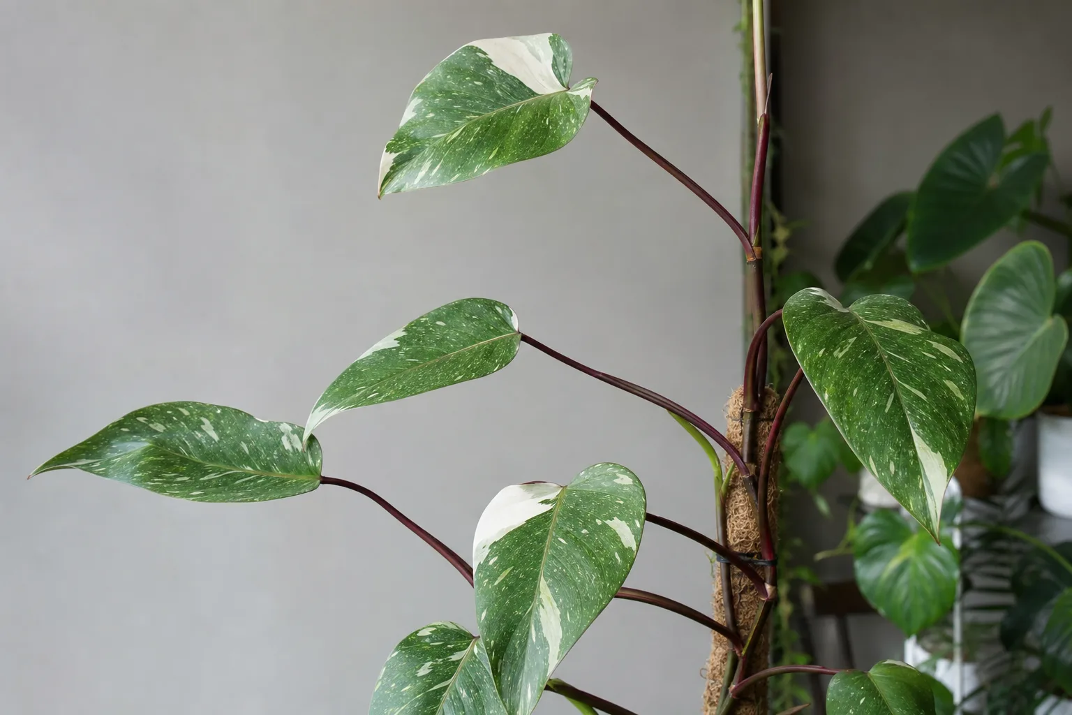 Leggy Growth on Philodendron White Knight - visible symptom on the plant