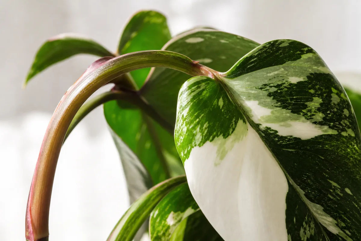 Close-up of Plant Leaning on Philodendron White Knight - diagnostic detail