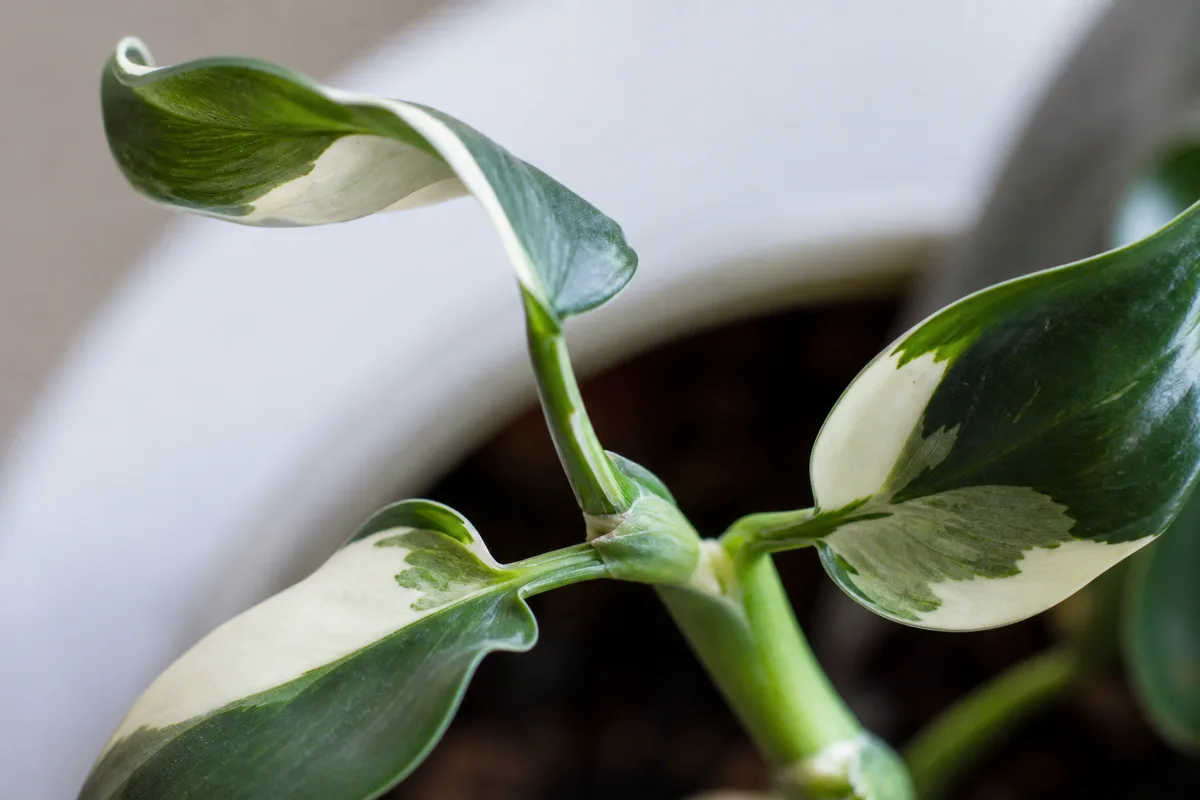 Close-up of Thin Stems on Philodendron White Knight - diagnostic detail
